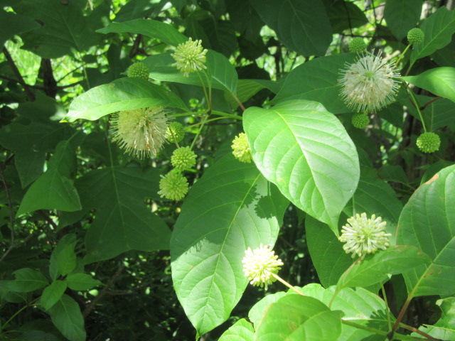 2022 ecol walk buttonbush