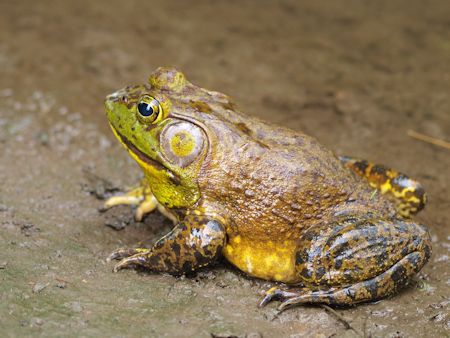 American bullfrog