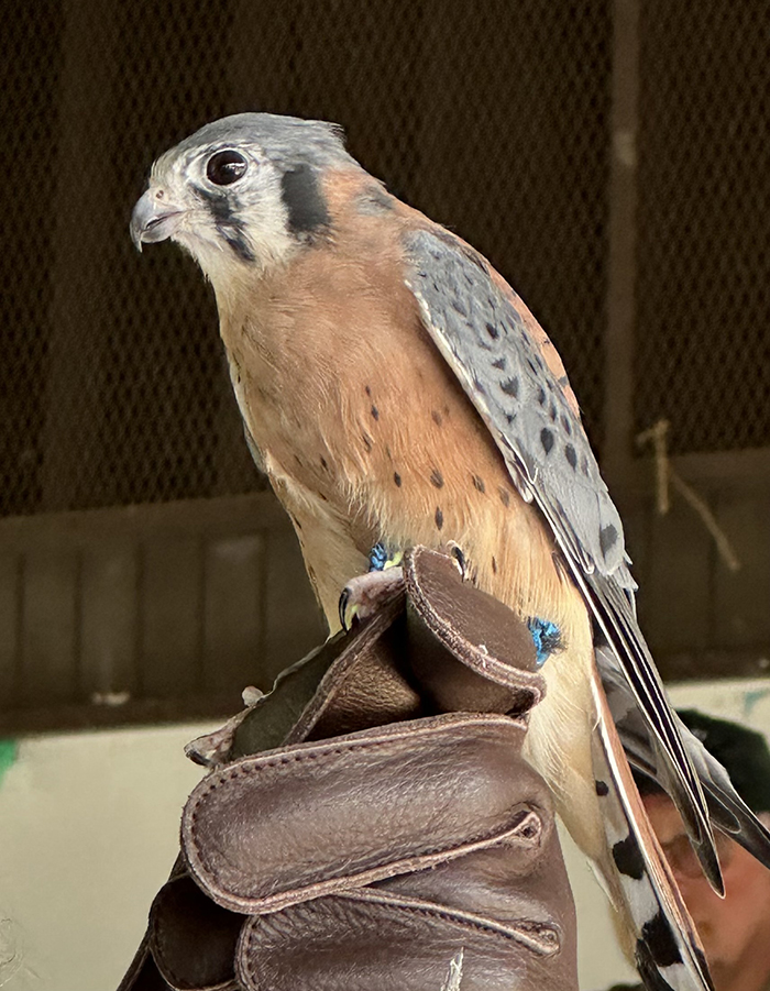 American_kestrel_Falco_tinnunculus-700.jpg