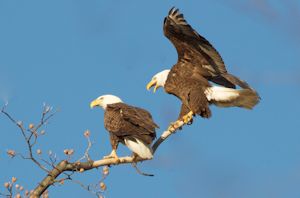 Bald eagle pair