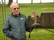 Barn Owl