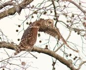 Barred Owl