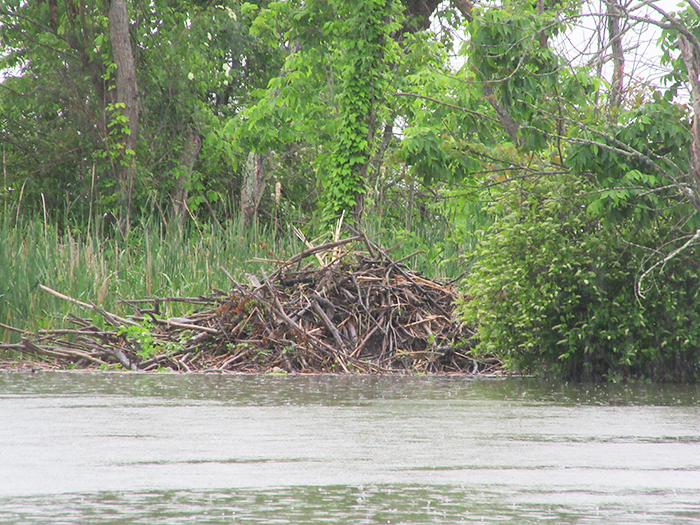 Beaver lodge med