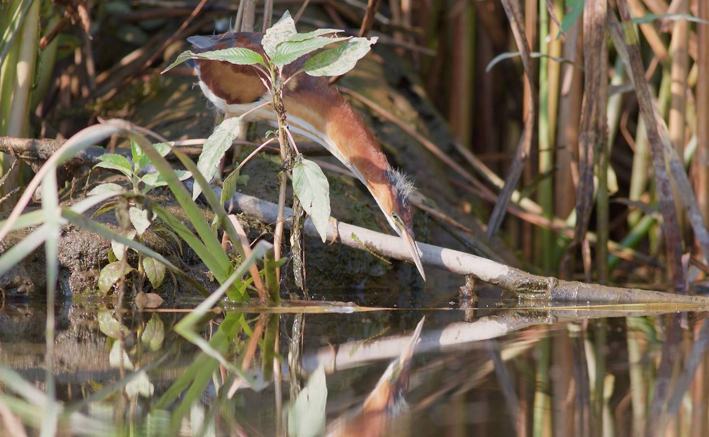 Bittern