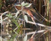 Least Bittern