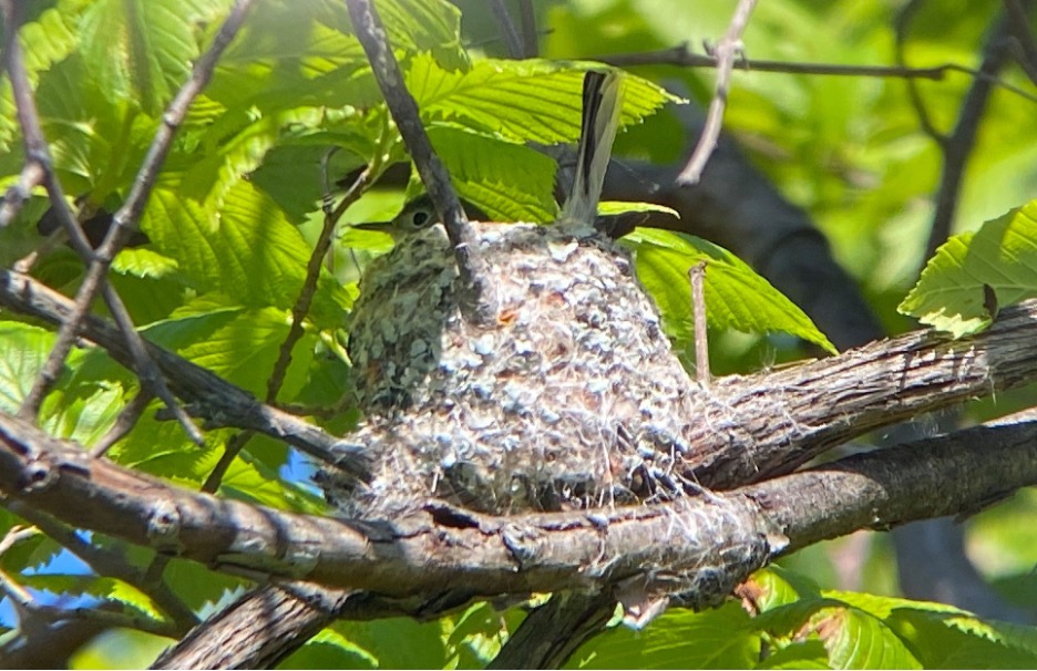 Blue Gray Natcatcher