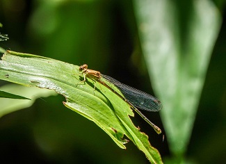 Blue-fronted dancer damselfly