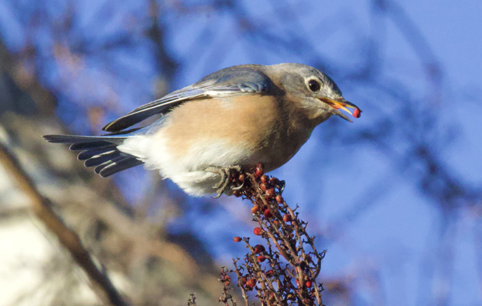 BluebirdBerry Eder med