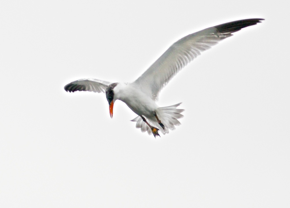 Caspian tern 1