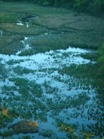 Dyke Marsh west