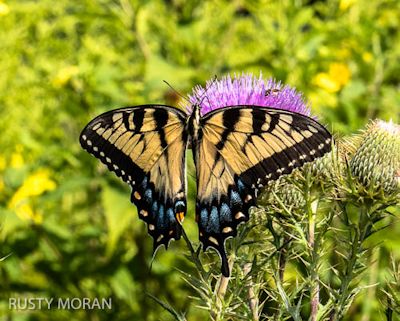 Eastern tiger swallowtail