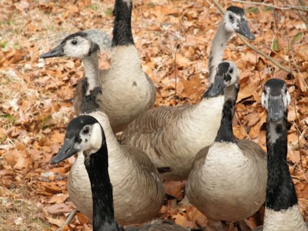 Canada geese