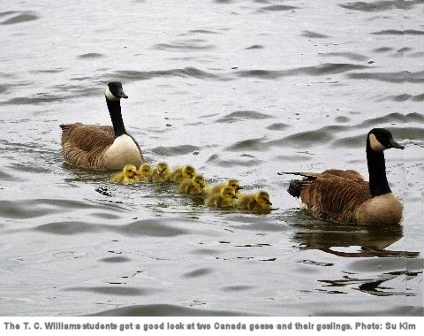 Canada geese