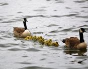 Canada geese