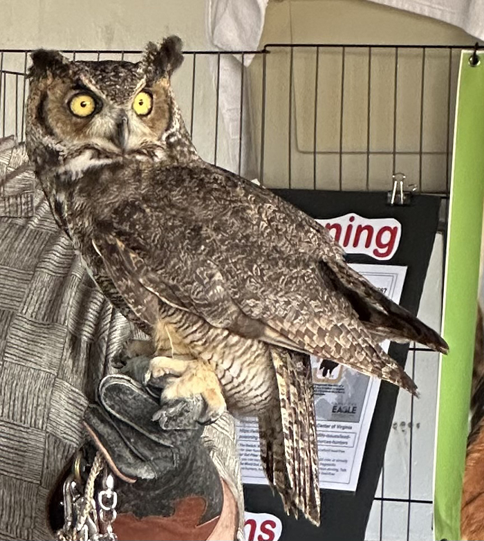 Great_horned_owl_Bubo_virginianus-700.jpg