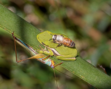 Green tree frog and katydid