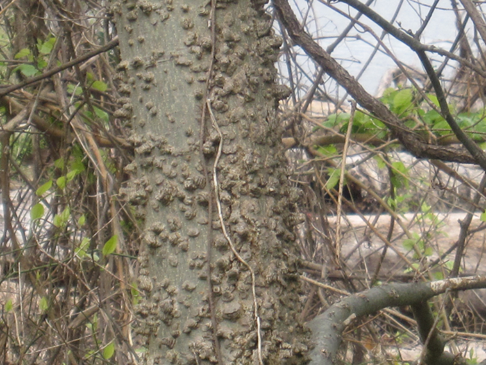 Hackberry_trees_-_Celtis_occidentalis_-_have_distinctive_warty_bark-700.jpg