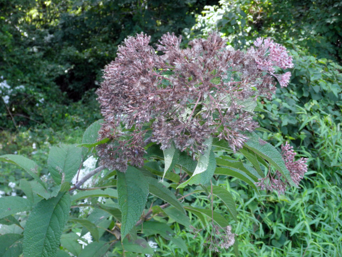 Joe Pye weed GB 230726 medium