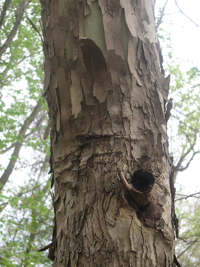 London_plane_tree_-_Platanus_hispanica_-_has_exfoliating_bark-700.jpg