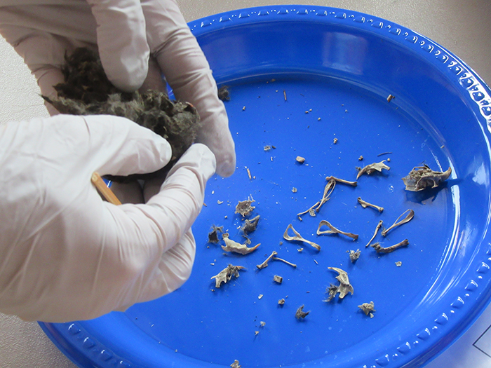 Many_youngsters_loved_dissecting_owl_pellets_to_learn_what_the_owls_had_eaten.-bJPG-700.jpg