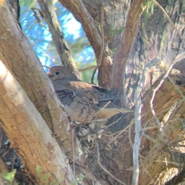 Mourning Dove