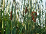 Narrowleaf cattail