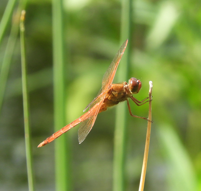 Needhams_skimmer_male_-_Kevin_Munroe-700.jpg