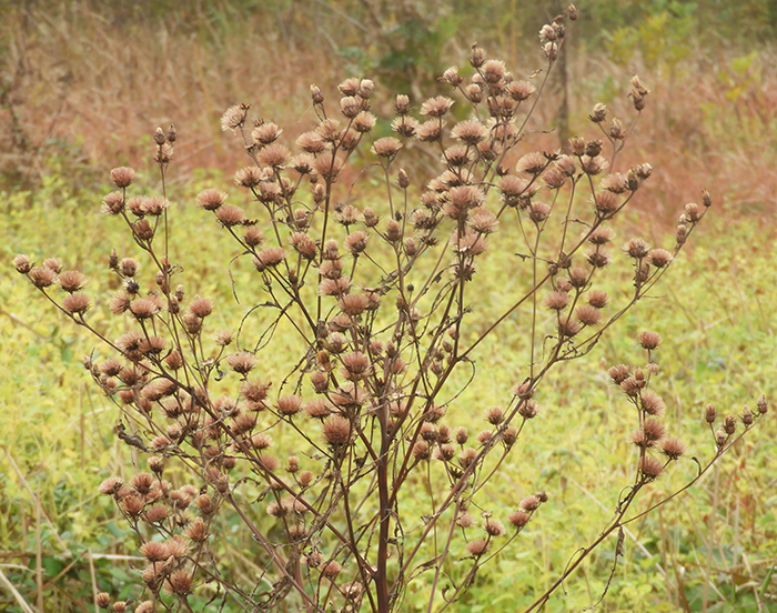 New York ironweed BV