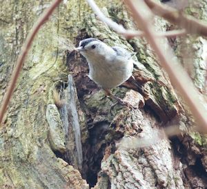 Nuthatch2