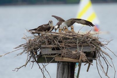 Osprey nest