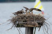 Osprey nest