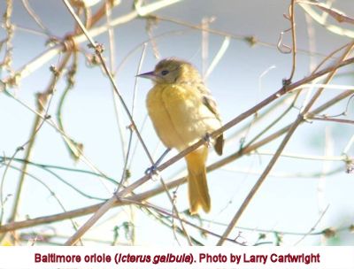 Baltimore oriole