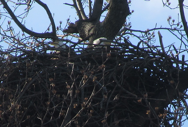 Our bald eagle Haliaeetus leucocephalus was unperturbed by all the visitors