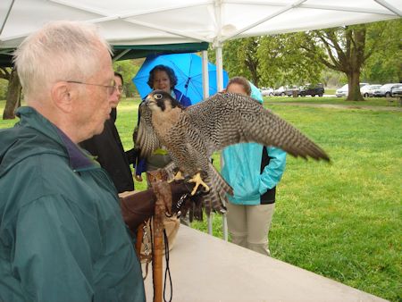 Peregrine falcon