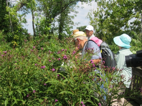 Plant Walk Ironweed