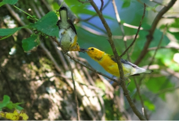 Prothonotary Warbler