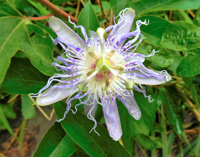 Purple Passion flower 2 Su Kim 230726 medium