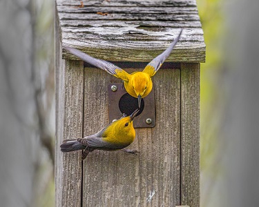 Prothonotary warbler