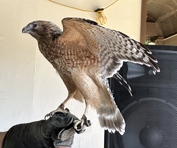 Red_shouldered_hawk_Buteo_lineatus-700.jpg