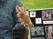 Screech Owl