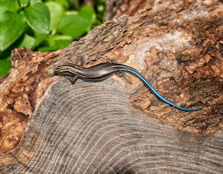 skink