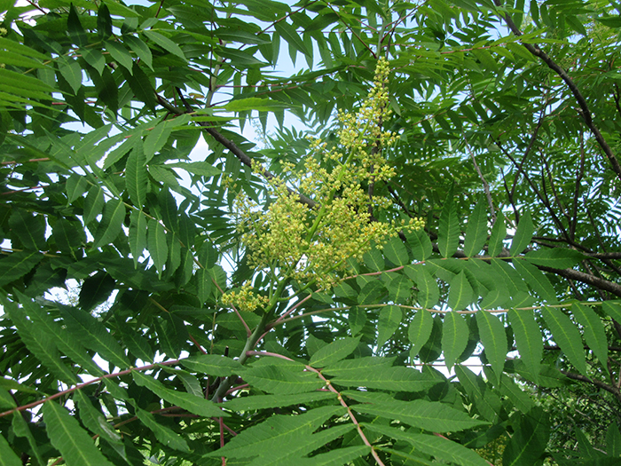 Smooth_sumac_blossoms_will_turn_bright_red_in_the_fall-700.jpg