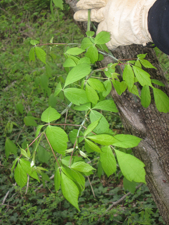 Studying_the_stem_of_this_box_elder_-_Acer_negundo_-_McGlone_could_determine_that_this_branch_had_grown_one_and_one_half_feet_this_year-2-700.jpg