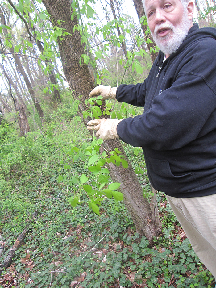 Studying_the_stem_of_this_box_elder_-_Acer_negundo_-_McGlone_could_determine_that_this_branch_had_grown_one_and_one_half_feet_this_year-700.jpg