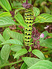 TIgerSwallowtailCaterpillar 175