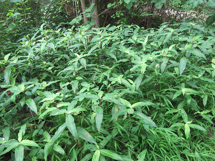 Virginia_dayflowers_Commelina_virginica_were_lush_at_the_paths_bend-700.jpg