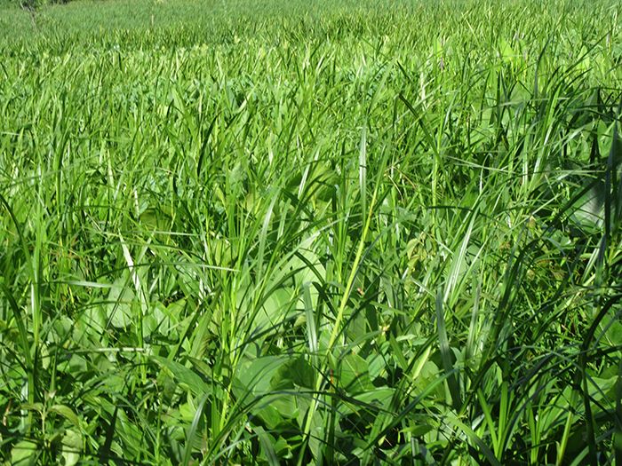 Wetland_vegetation_is_lush_in_the_summer-700.jpg