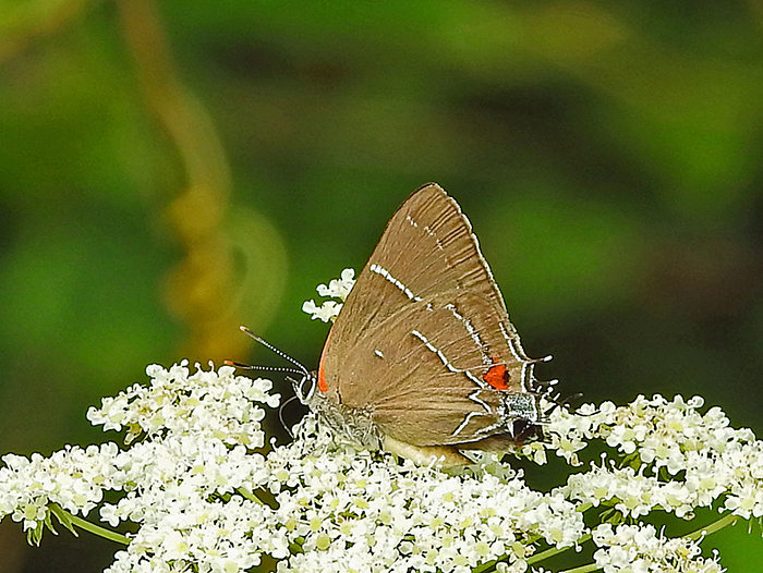 White_M_Hairstreak-X2-meade_700.jpg