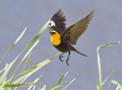 Yellow-headed blackbird