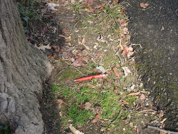 The red pen is 5 12 inches long illustrating how close the tree trunk is to the trail